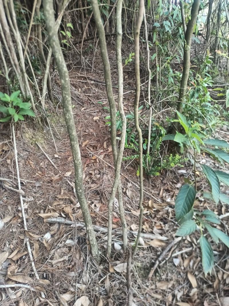 小叶赤楠
