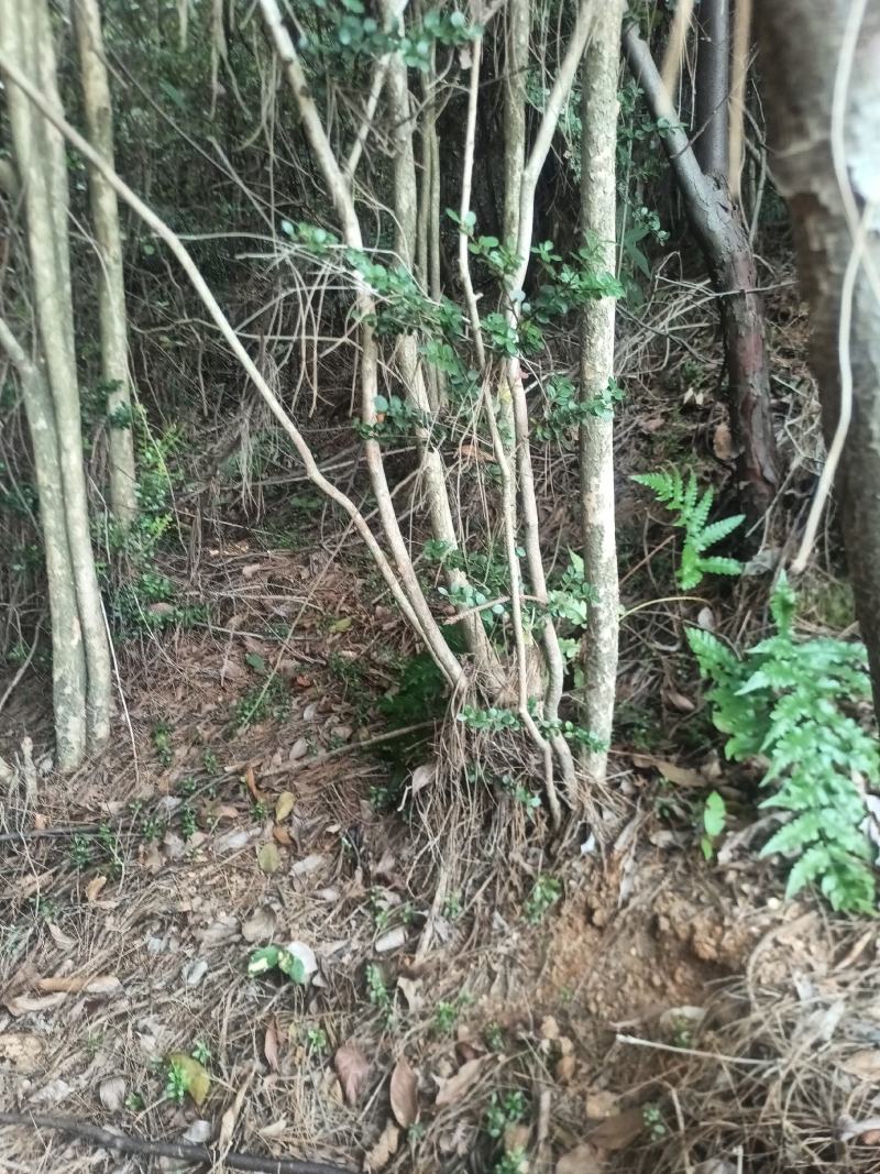 小叶赤楠