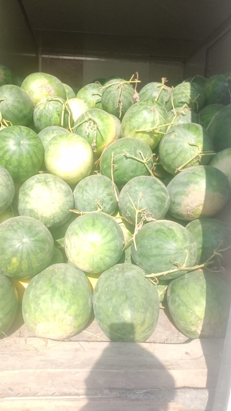 蒜苔大蒜白菜甘蓝