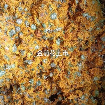 云南云木香山茶果