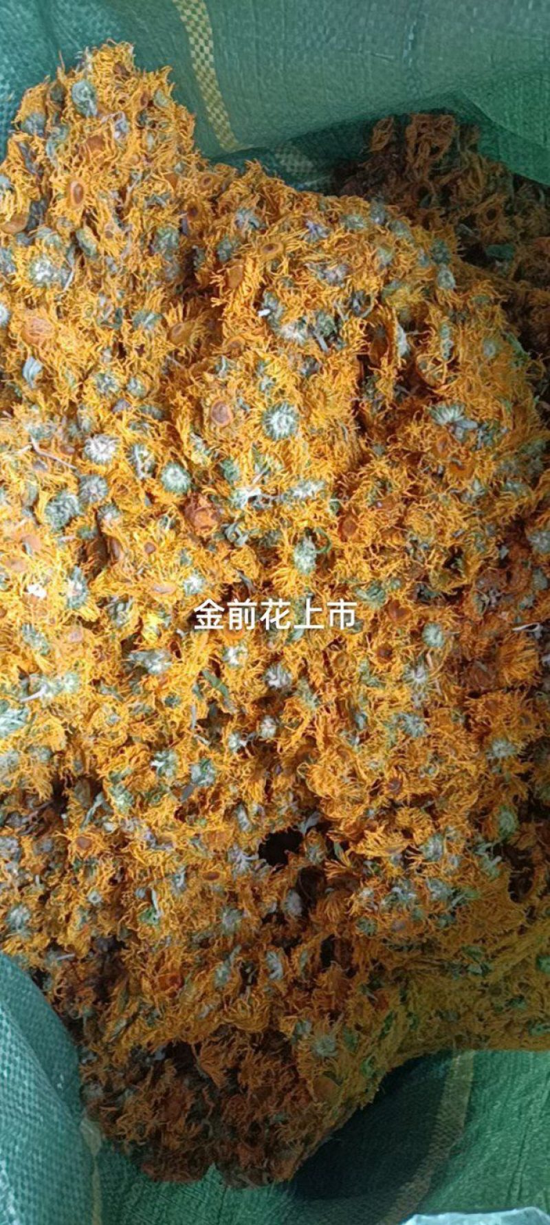 云南云木香山茶果
