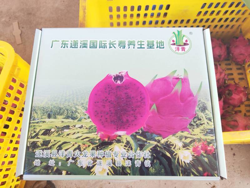 精品红心火龙果，品质保证包装精美，产地直发欢迎选购