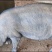 育肥猪吃草料半圈养的黑猪健康好养可供二次育肥