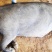 育肥猪吃草料半圈养的黑猪健康好养可供二次育肥
