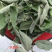 木豆叶木豆枝叶木豆根