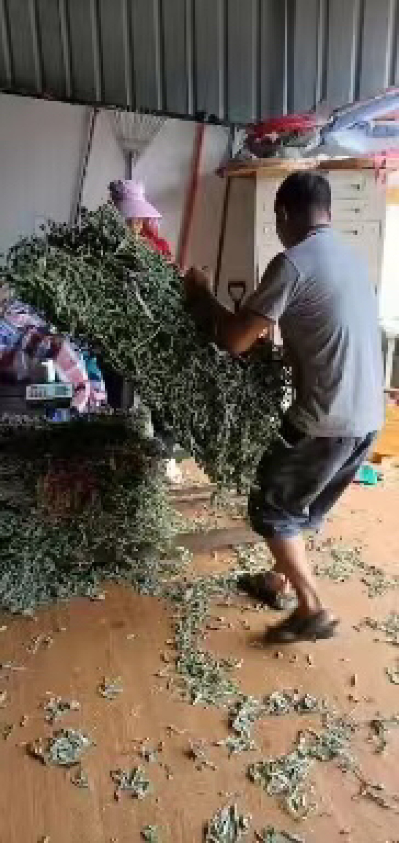 木豆叶木豆枝叶木豆根
