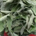 木豆叶木豆枝叶木豆根