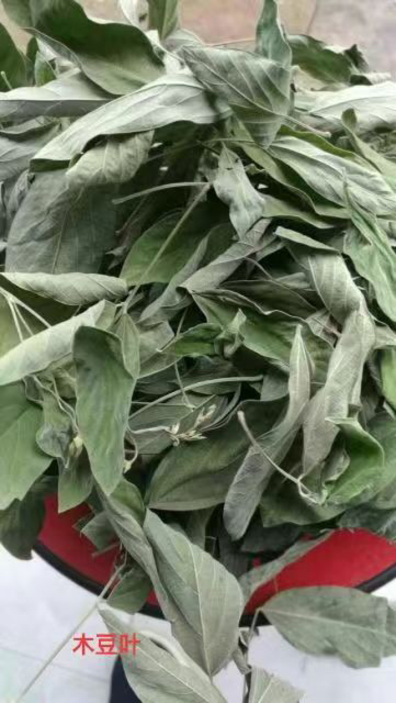 木豆叶木豆枝叶木豆根