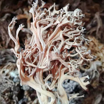 珊瑚菌