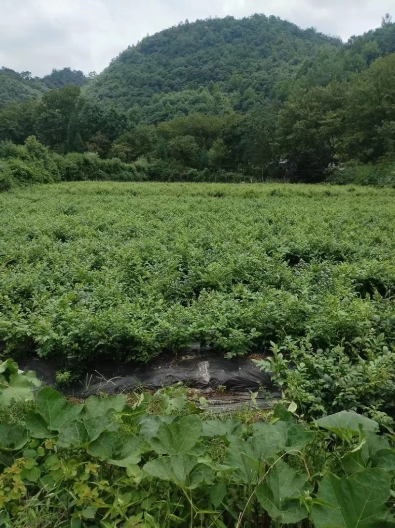 湖南张家界高山有机藤茶品质保证口感好有机霉茶