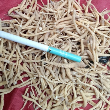 出售太子参通货