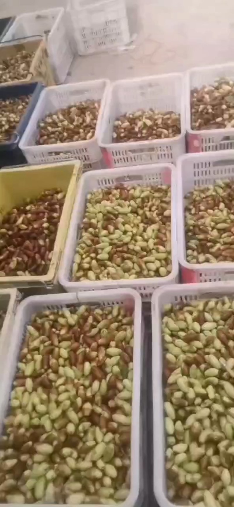 马牙栆自然熟口感甜脆