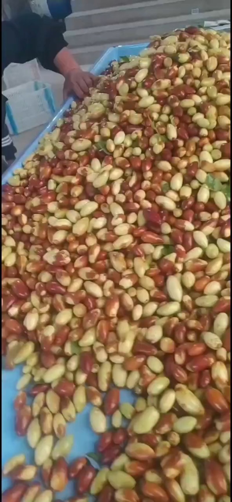 马牙栆自然熟口感甜脆