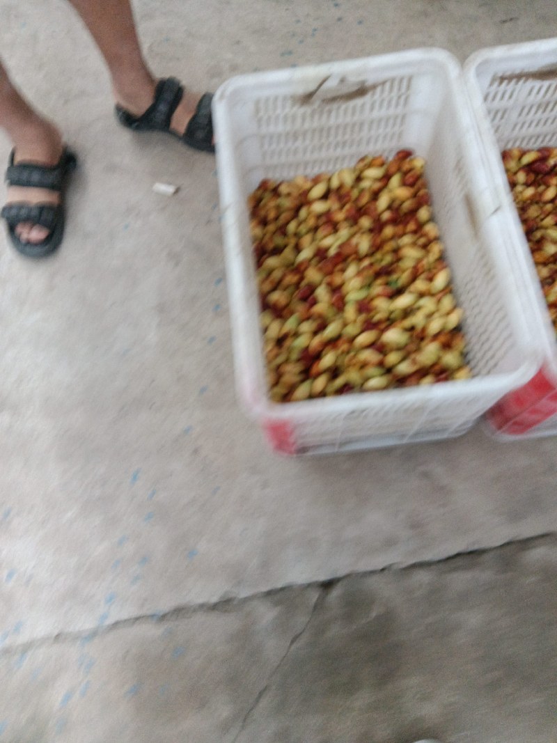 马牙栆自然熟口感甜脆