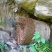 湖南张家界野生蜂蜜上市中高山生态蜂蜜保质保量