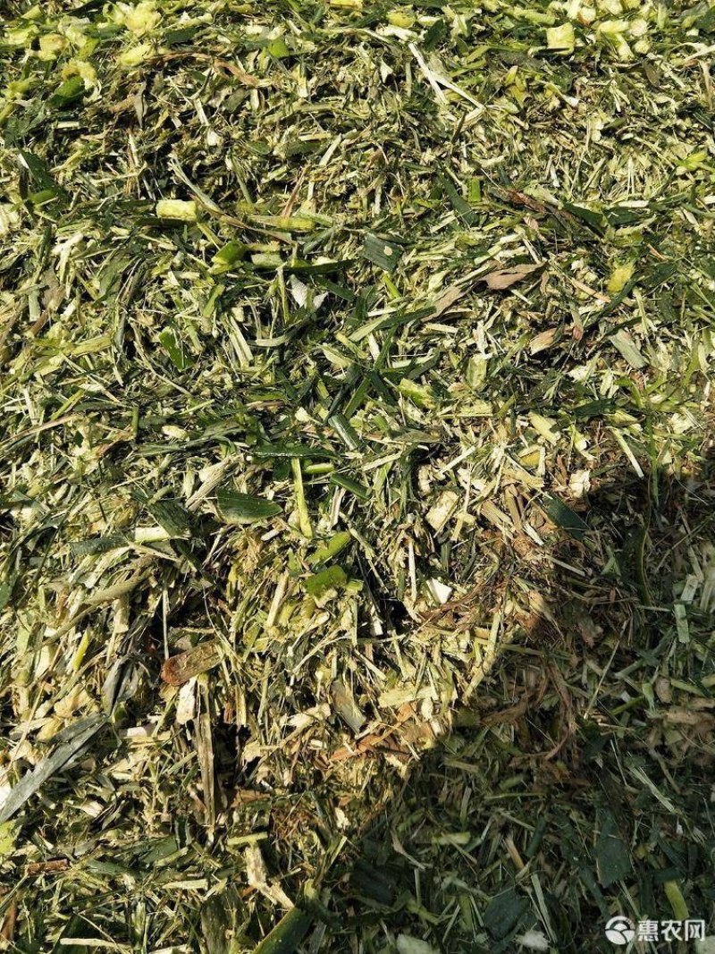 青贮玉米