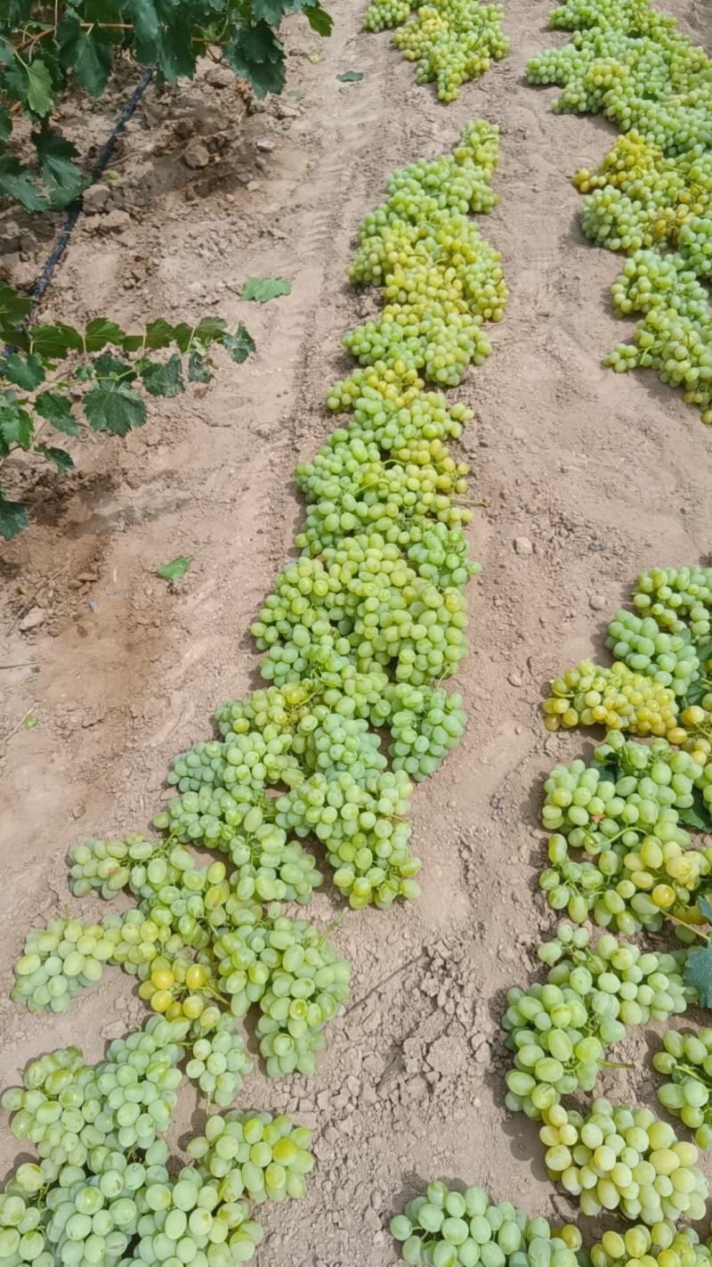 大地鲜货