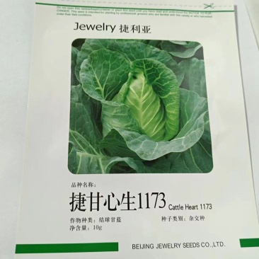 捷甘心生1173牛心甘蓝种子耐抽薹抗病牛心甘蓝基地用种