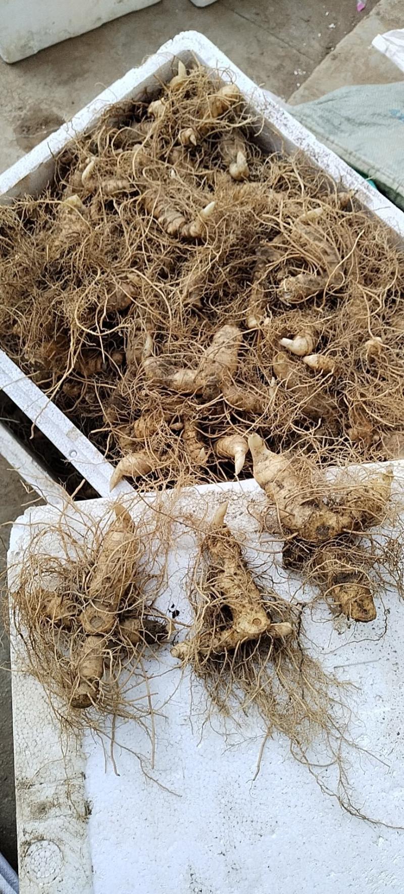 多花黄精种苗，精选全芽头，无病毒，无伤残包出芽率，包邮