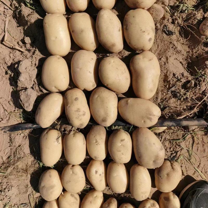 【精品】内蒙古土豆产地直销，一手货源，量大价优
