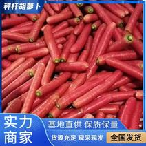 陕西大荔县水洗红萝卜大量供应一手货源产地直发欢迎电联