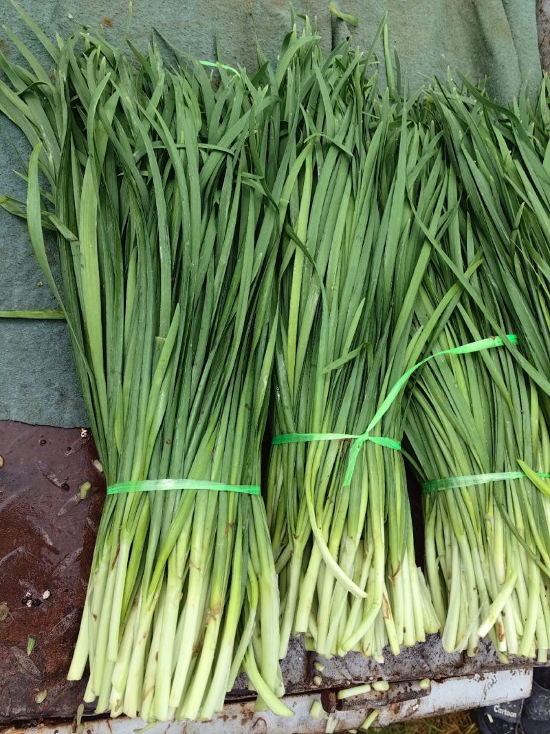 云南精品韭菜对接各大电商平台.各大超市.市场欢迎咨询