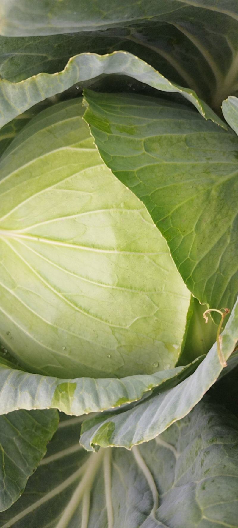 高山蔬菜