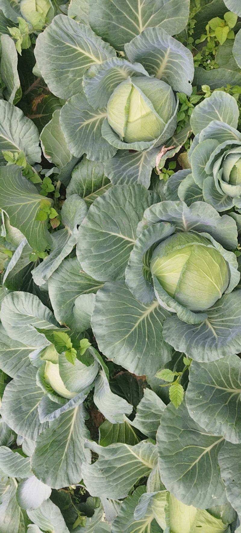 高山蔬菜