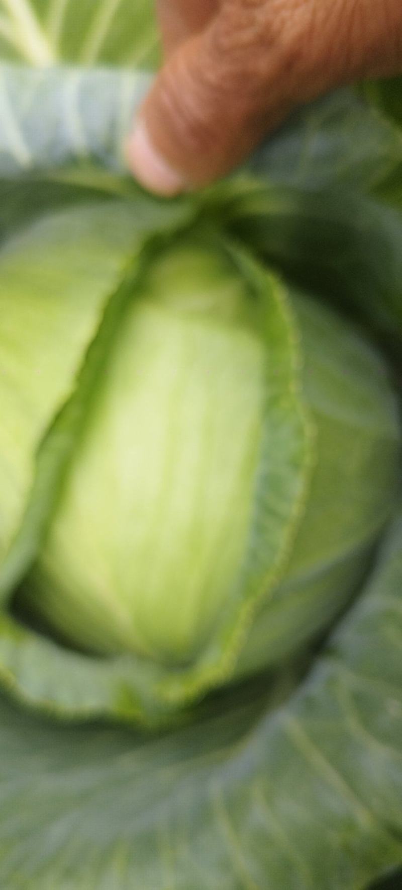 高山蔬菜