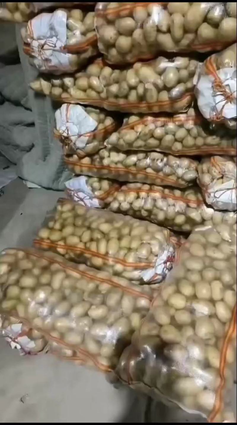 山东冷库土豆近期大量上市欢迎存库老板前来看货收购
