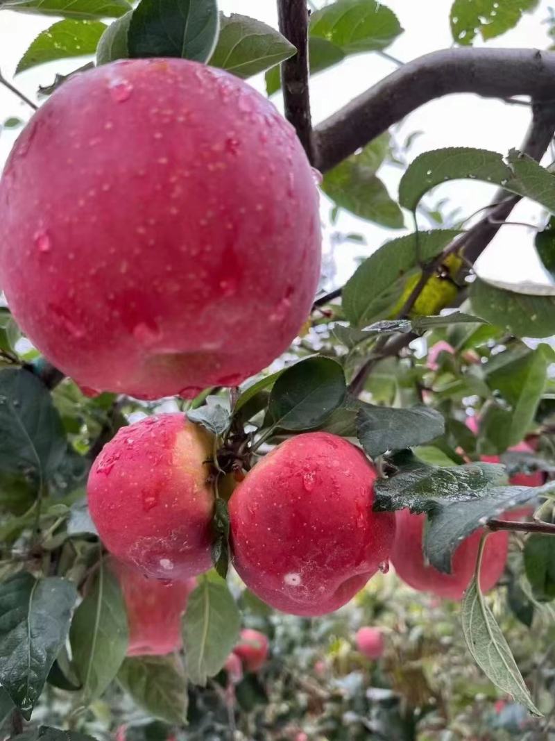 云南昭通苹果红富士苹果，丑苹果，一手货源，代发全国