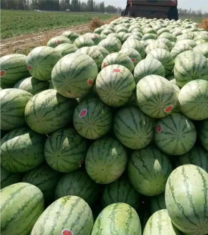 内蒙通辽产区，金城5号西瓜，石头缝瓜，大量上市！
