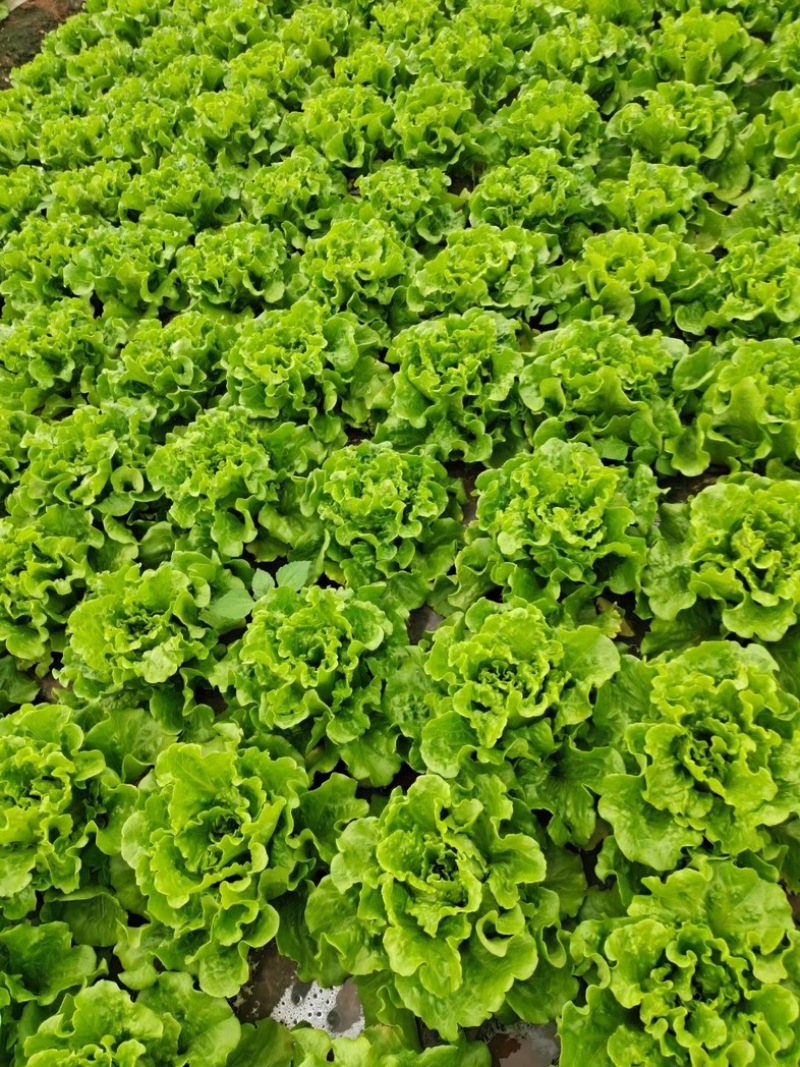 露天意大利生菜