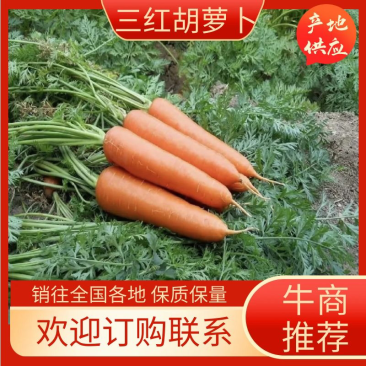 开封胡萝卜通许大红胡萝卜规格齐全发全国市场欢迎来电