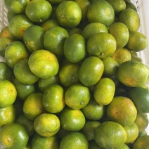 大丰1号蜜橘
