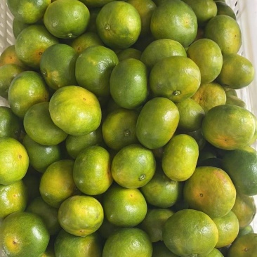 大丰1号蜜橘