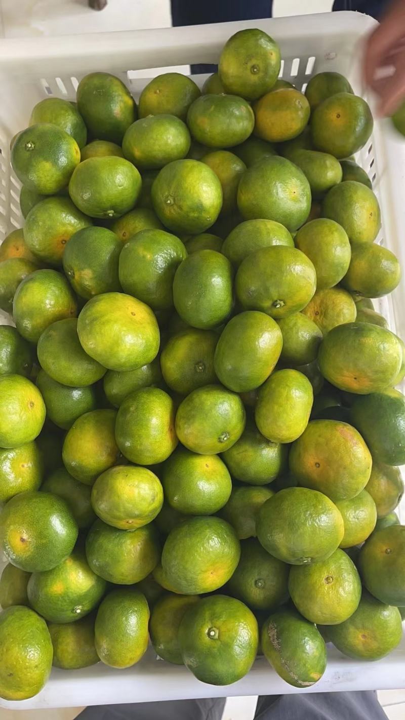 大丰1号蜜橘