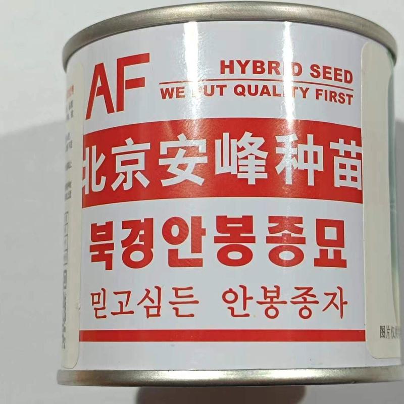 晶脆韩国进口青萝卜种子籽早熟水果萝卜抗病稳产优良种子