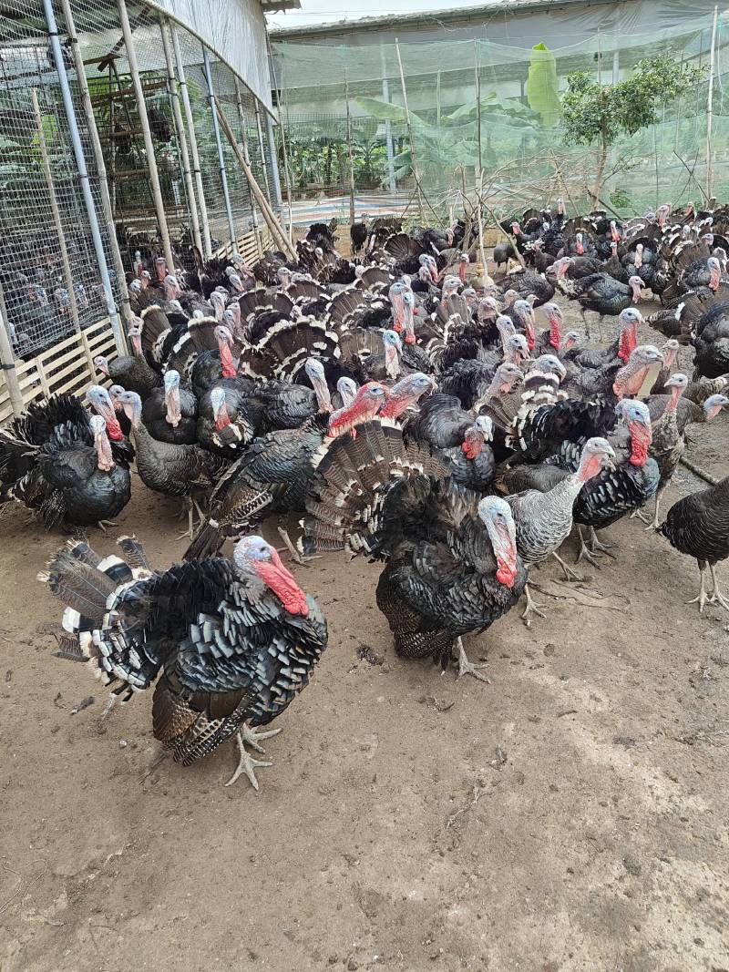 活禽火鸡青铜火鸡