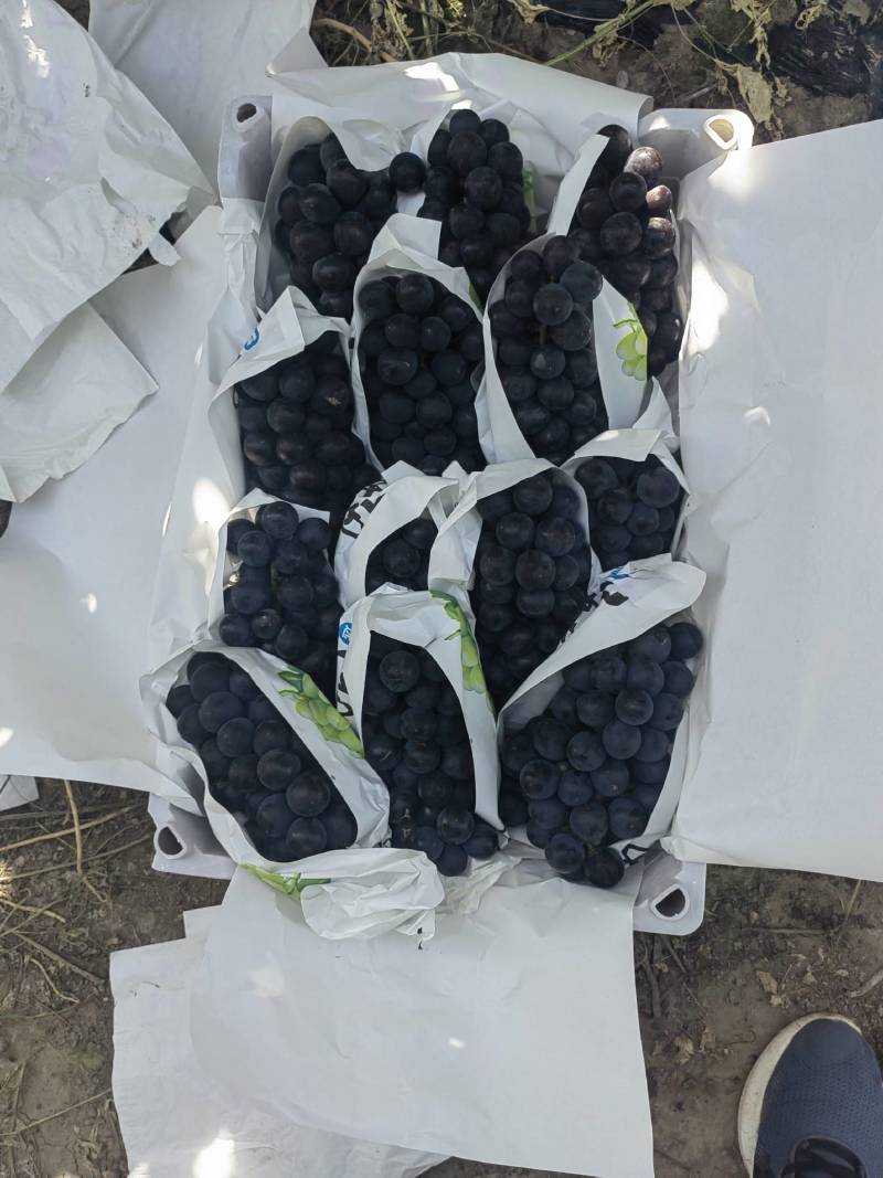 精品巨峰葡萄