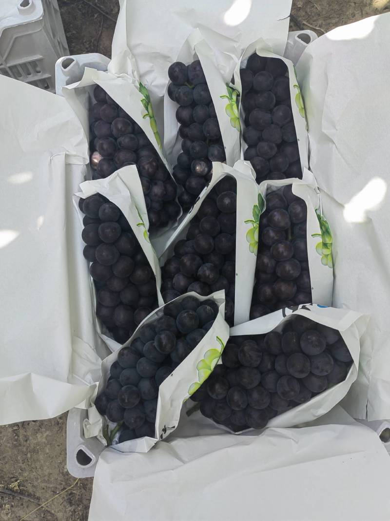 精品巨峰葡萄