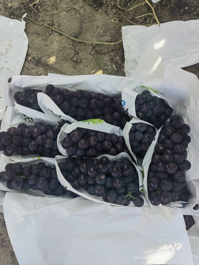精品巨峰葡萄