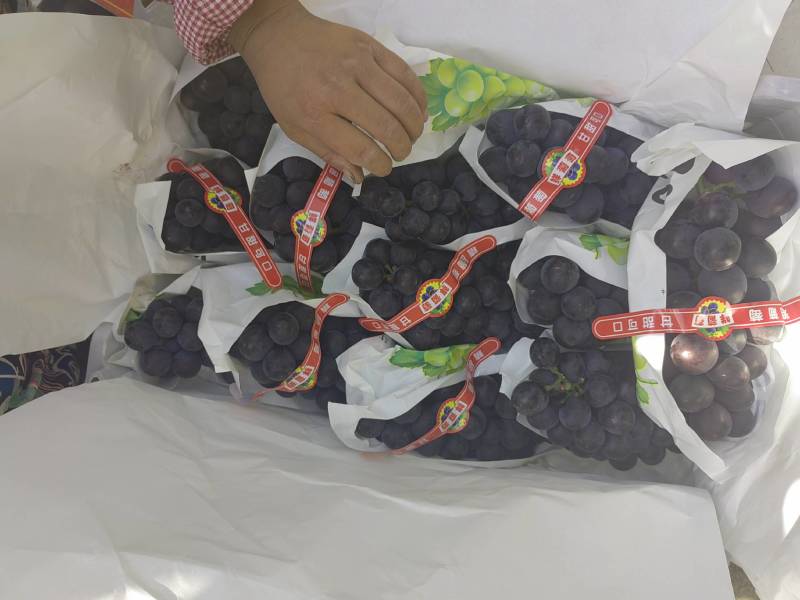 精品巨峰葡萄