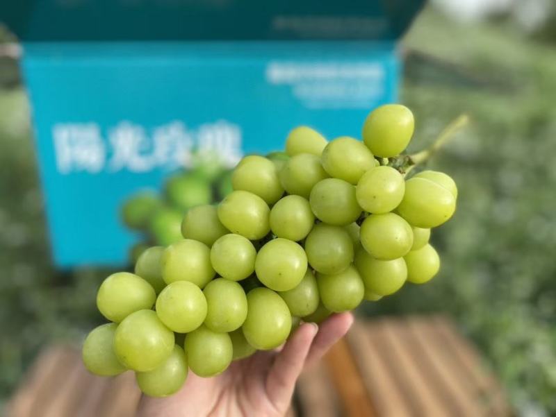 陕西《阳光玫瑰》大量供应、产地直发