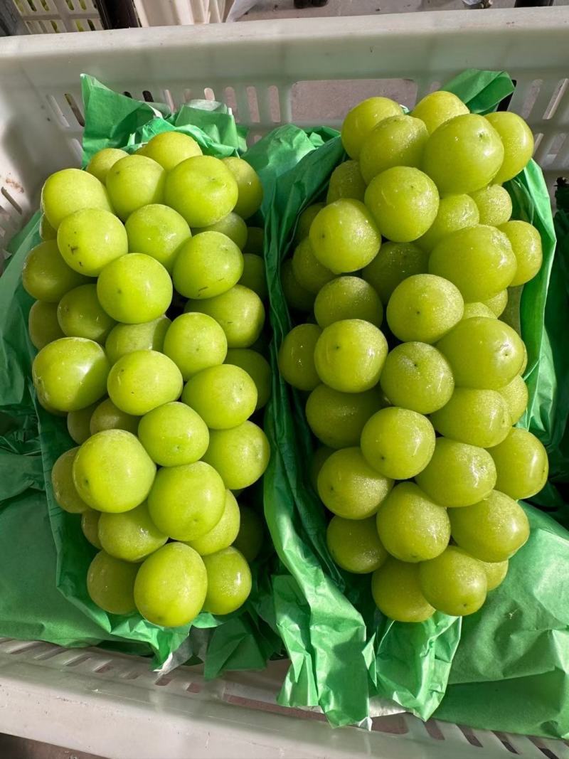 陕西《阳光玫瑰》大量供应、产地直发