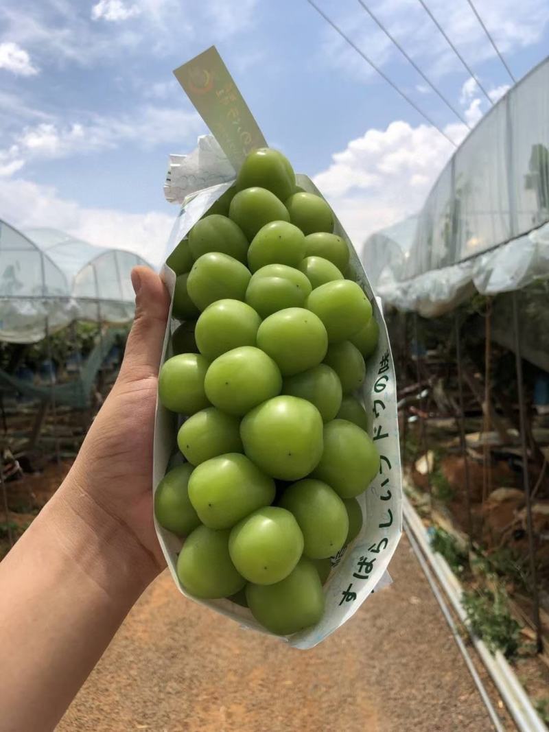 陕西《阳光玫瑰》大量供应、产地直发