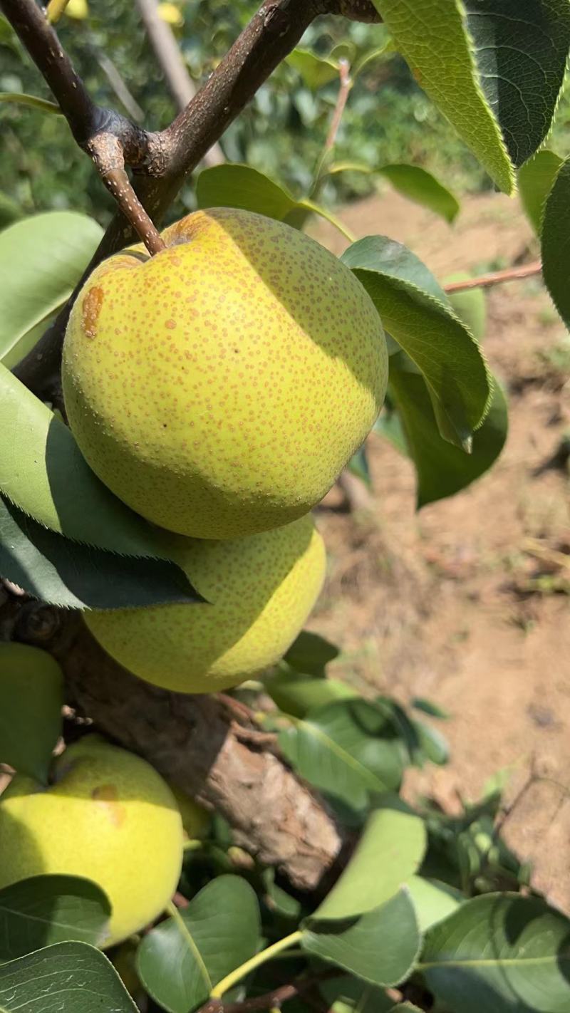 酥梨原产地自己管理种植