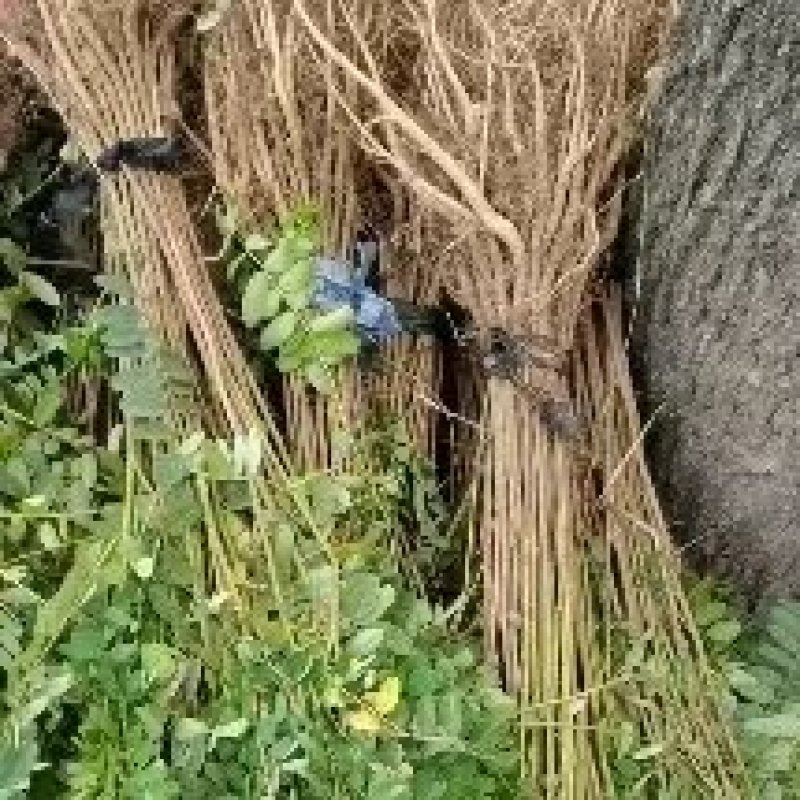 护坡紫穗槐50cm-1.5m杯苗规格齐全长势旺盛价格优惠