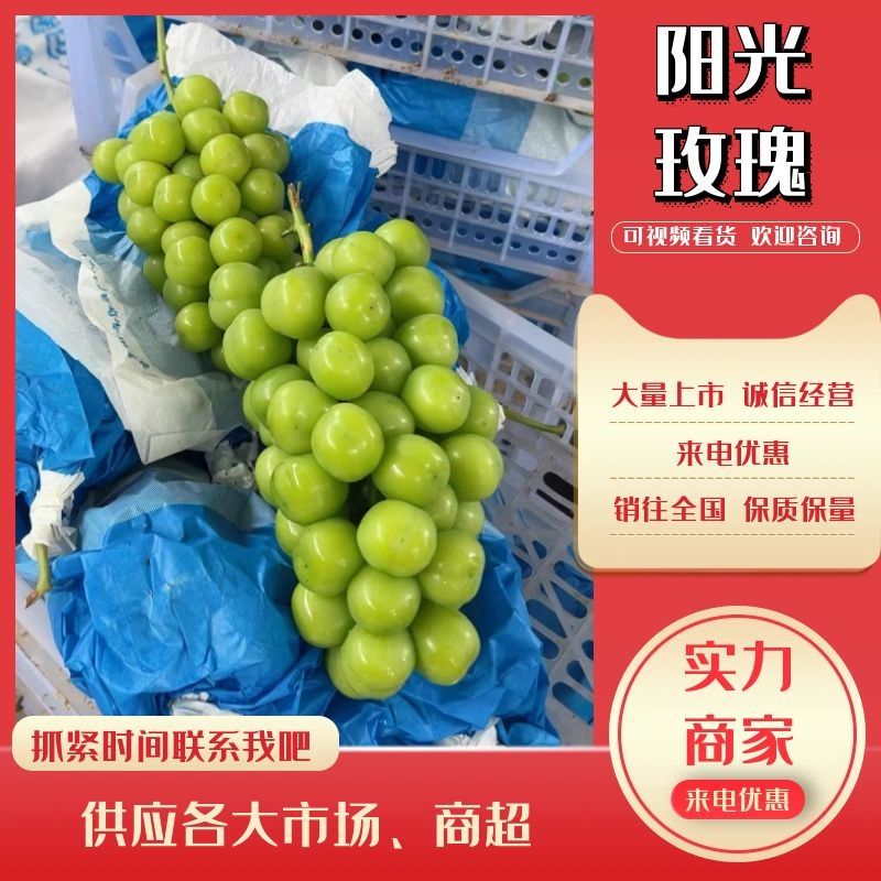 【葡萄】阳光玫瑰砀山阳光玫瑰万亩基地持续供应