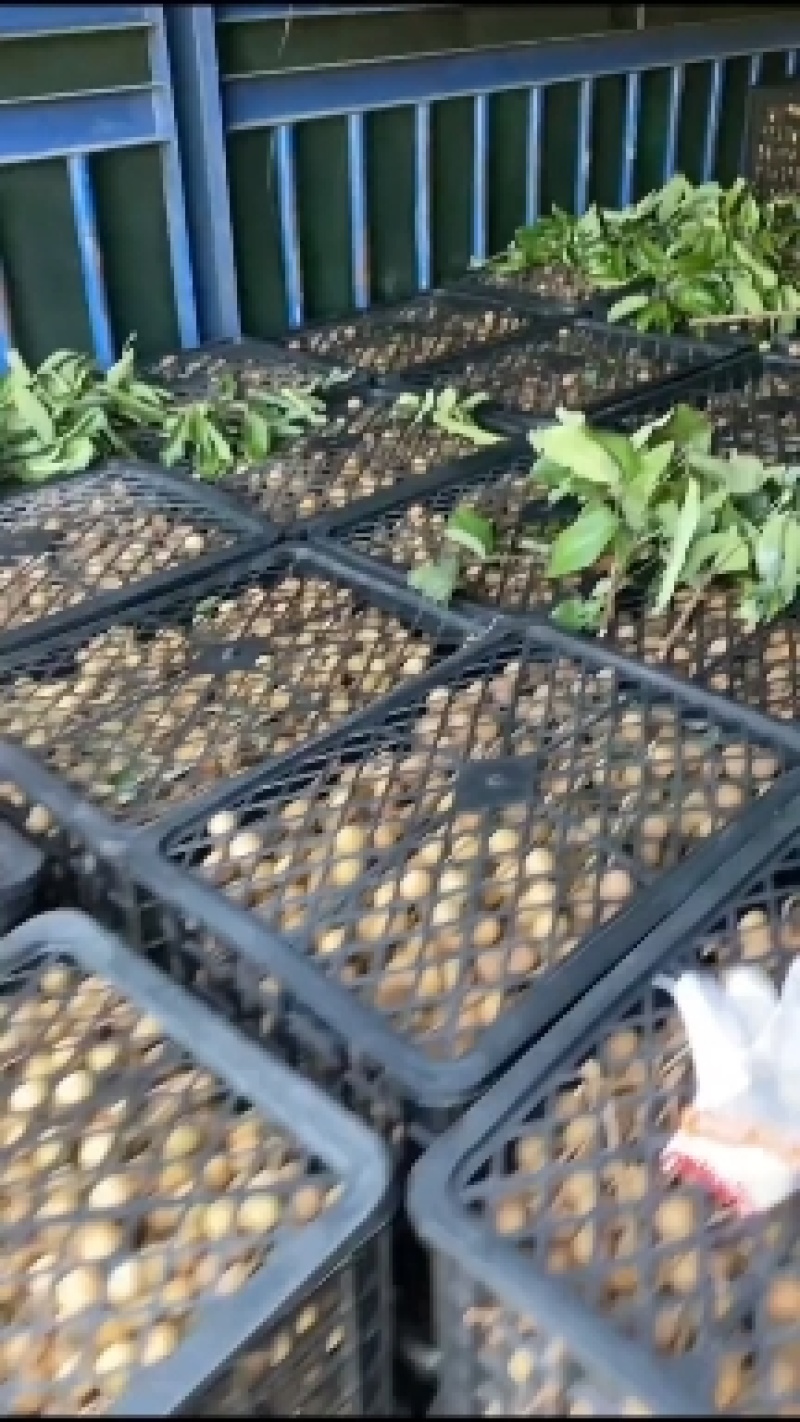 龙眼又名桂圆，大量上市中，本品是龙眼中的储良，皮薄肉厚核